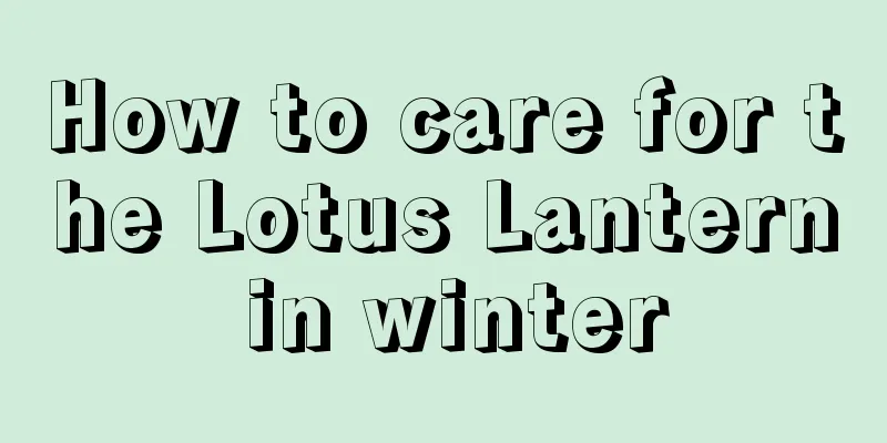 How to care for the Lotus Lantern in winter