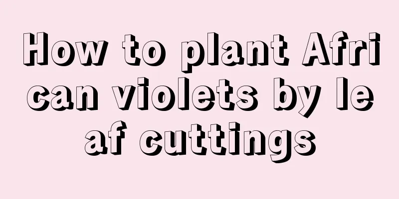 How to plant African violets by leaf cuttings