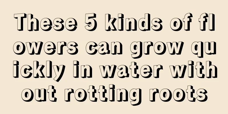 These 5 kinds of flowers can grow quickly in water without rotting roots