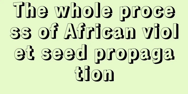 The whole process of African violet seed propagation