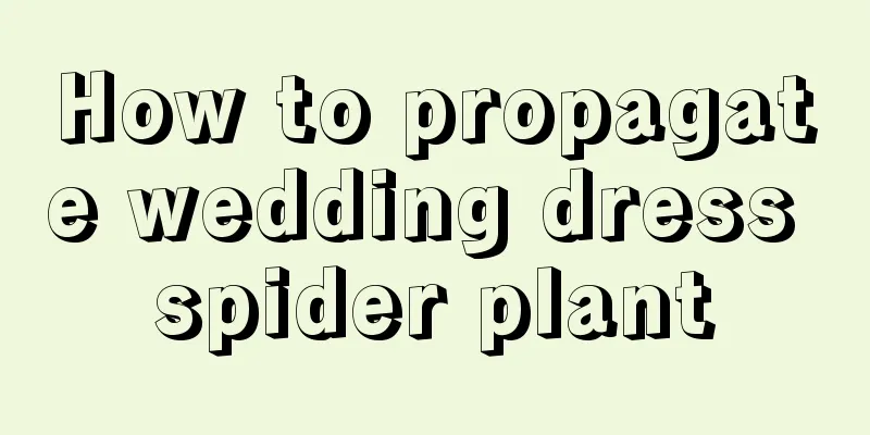 How to propagate wedding dress spider plant