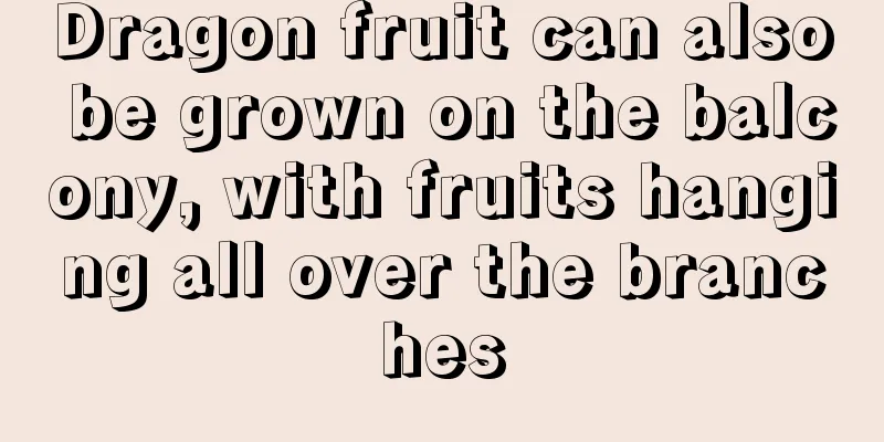 Dragon fruit can also be grown on the balcony, with fruits hanging all over the branches