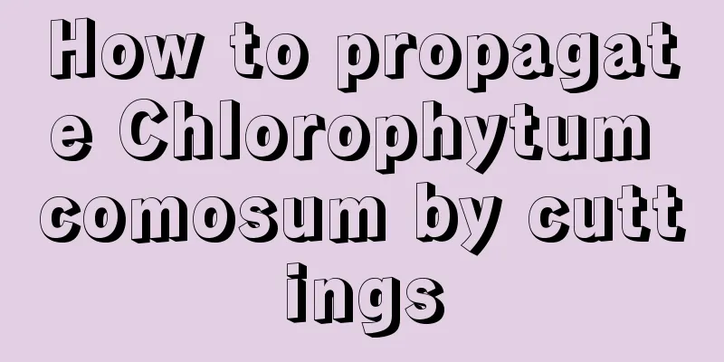 How to propagate Chlorophytum comosum by cuttings