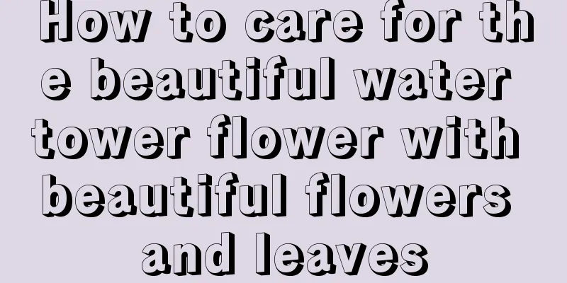 How to care for the beautiful water tower flower with beautiful flowers and leaves