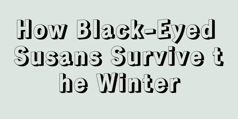 How Black-Eyed Susans Survive the Winter