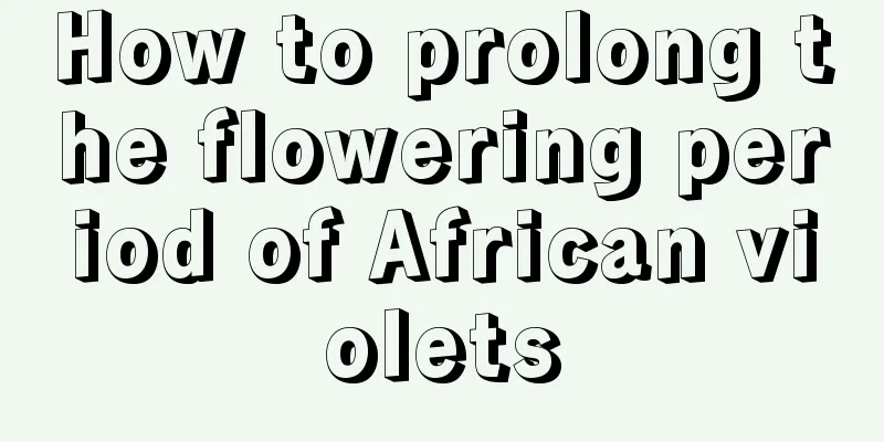 How to prolong the flowering period of African violets