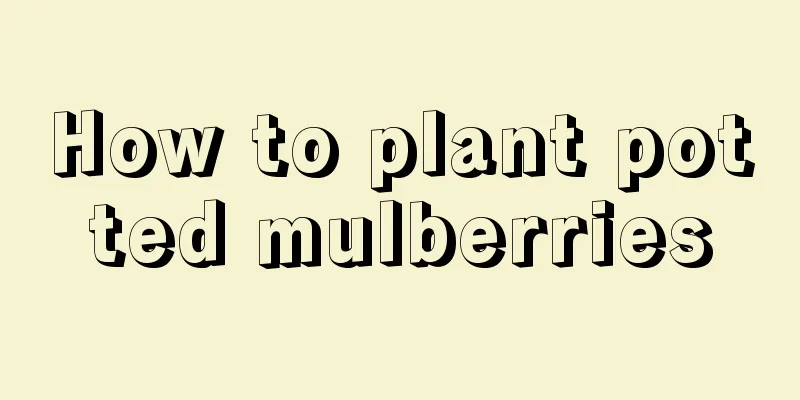 How to plant potted mulberries