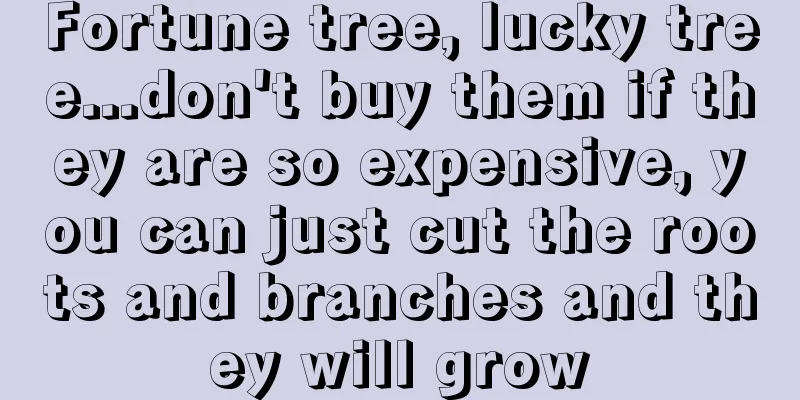 Fortune tree, lucky tree...don't buy them if they are so expensive, you can just cut the roots and branches and they will grow