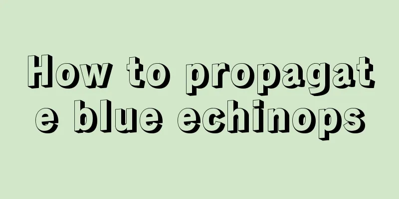 How to propagate blue echinops