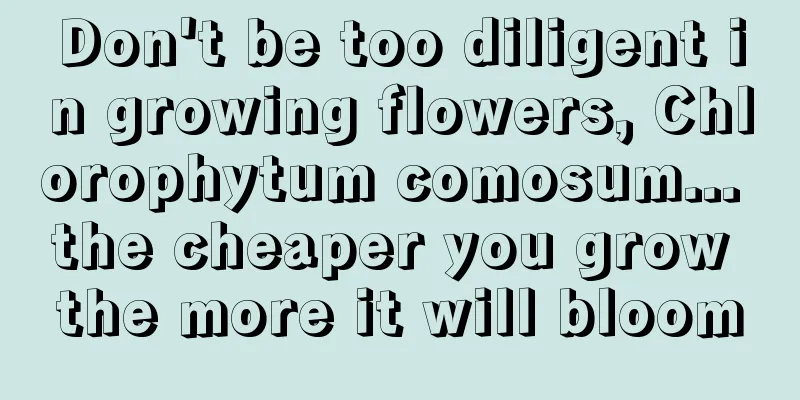 Don't be too diligent in growing flowers, Chlorophytum comosum... the cheaper you grow the more it will bloom