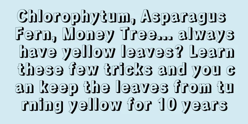 Chlorophytum, Asparagus Fern, Money Tree... always have yellow leaves? Learn these few tricks and you can keep the leaves from turning yellow for 10 years