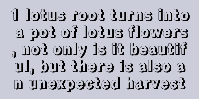 1 lotus root turns into a pot of lotus flowers, not only is it beautiful, but there is also an unexpected harvest