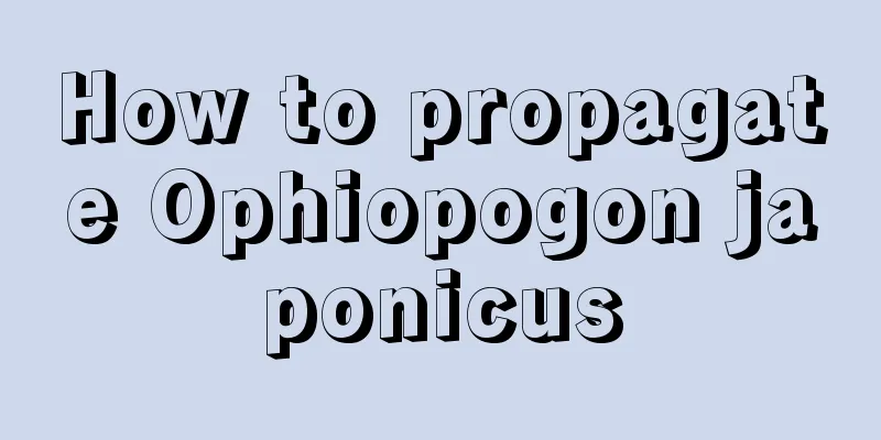 How to propagate Ophiopogon japonicus