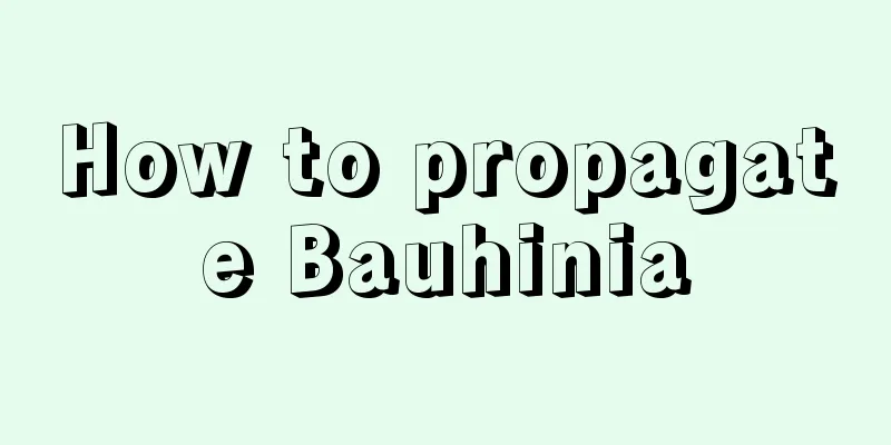 How to propagate Bauhinia