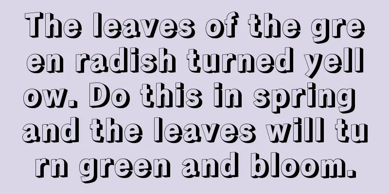 The leaves of the green radish turned yellow. Do this in spring and the leaves will turn green and bloom.