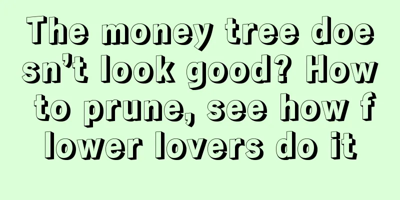 The money tree doesn’t look good? How to prune, see how flower lovers do it