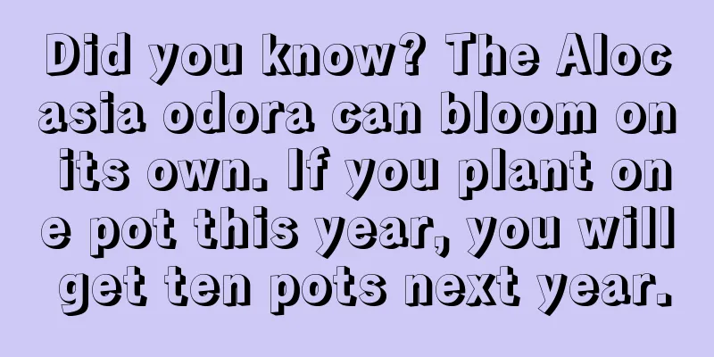 Did you know? The Alocasia odora can bloom on its own. If you plant one pot this year, you will get ten pots next year.