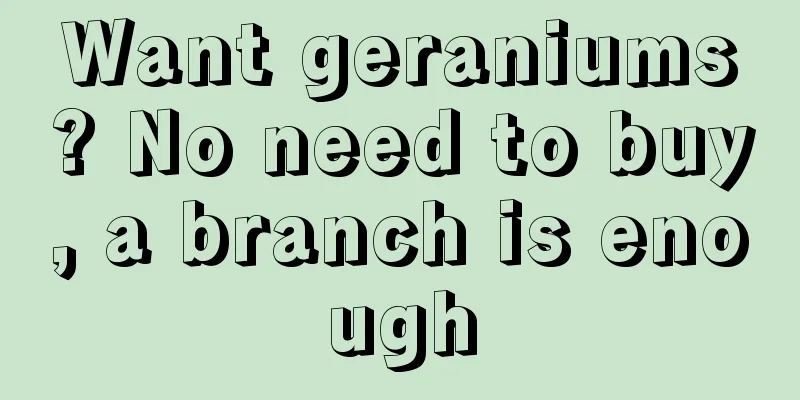 Want geraniums? No need to buy, a branch is enough