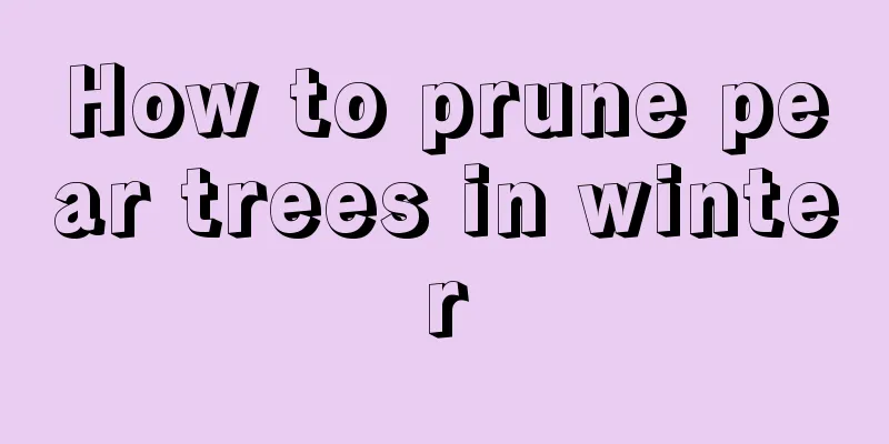 How to prune pear trees in winter