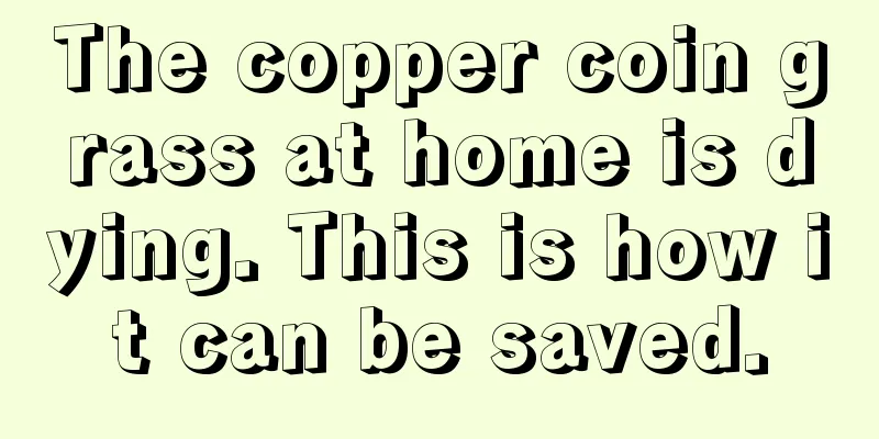 The copper coin grass at home is dying. This is how it can be saved.