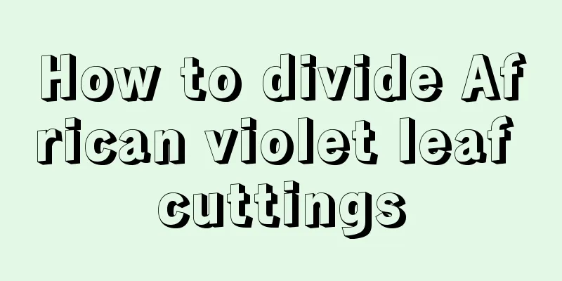 How to divide African violet leaf cuttings