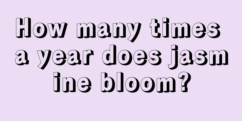 How many times a year does jasmine bloom?