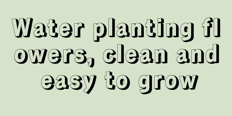 Water planting flowers, clean and easy to grow