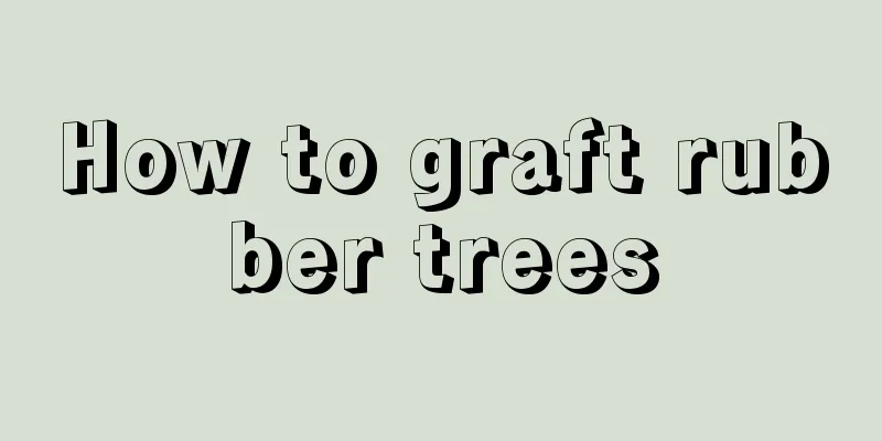 How to graft rubber trees