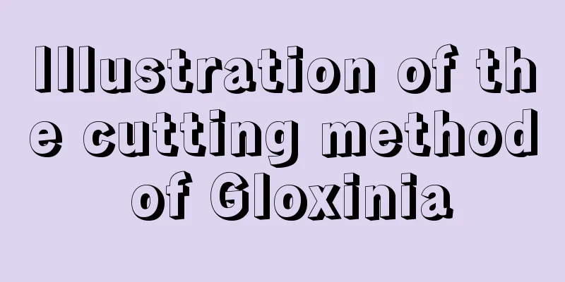 Illustration of the cutting method of Gloxinia