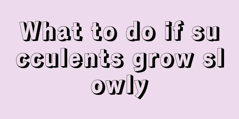 What to do if succulents grow slowly