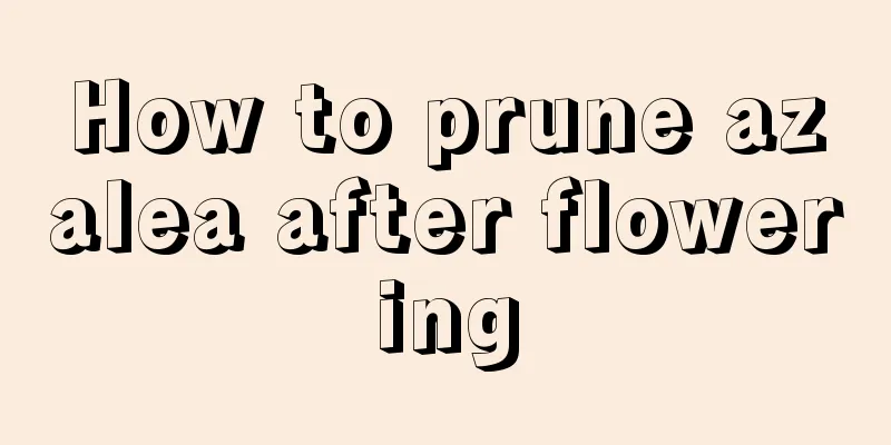 How to prune azalea after flowering