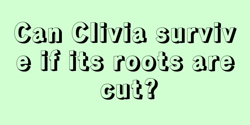 Can Clivia survive if its roots are cut?