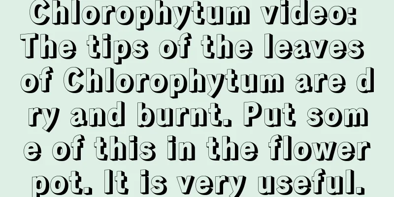 Chlorophytum video: The tips of the leaves of Chlorophytum are dry and burnt. Put some of this in the flowerpot. It is very useful.