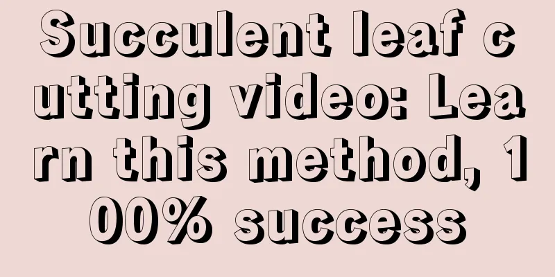 Succulent leaf cutting video: Learn this method, 100% success