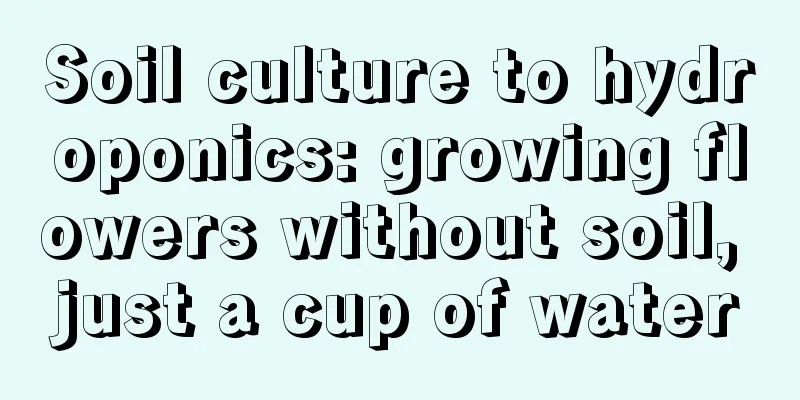 Soil culture to hydroponics: growing flowers without soil, just a cup of water