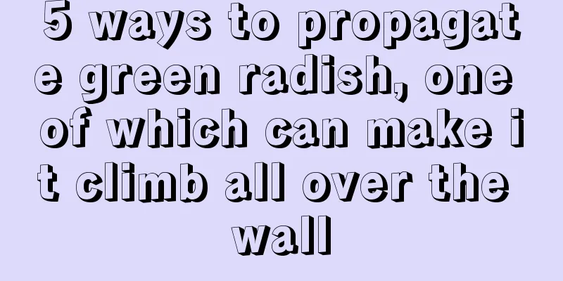 5 ways to propagate green radish, one of which can make it climb all over the wall