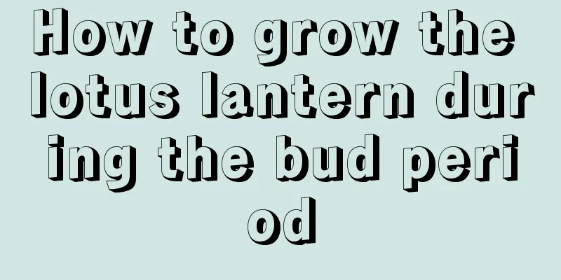 How to grow the lotus lantern during the bud period