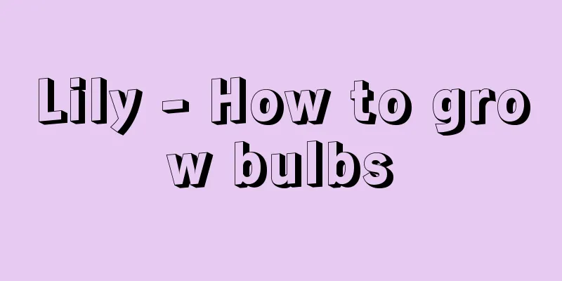 Lily - How to grow bulbs