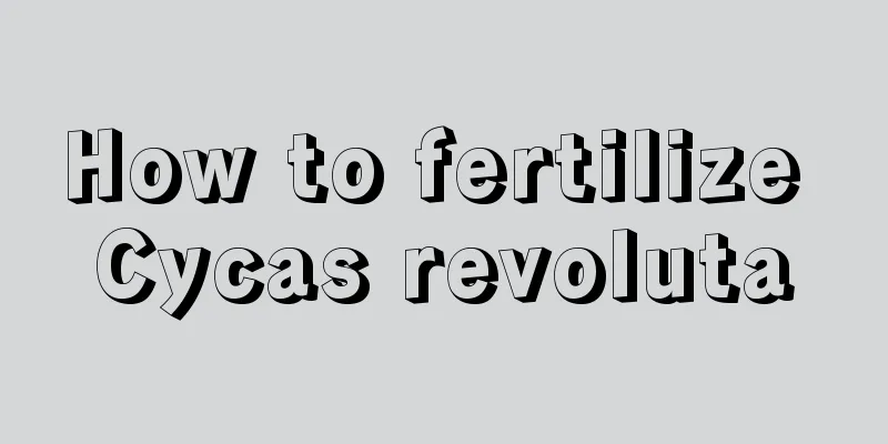 How to fertilize Cycas revoluta