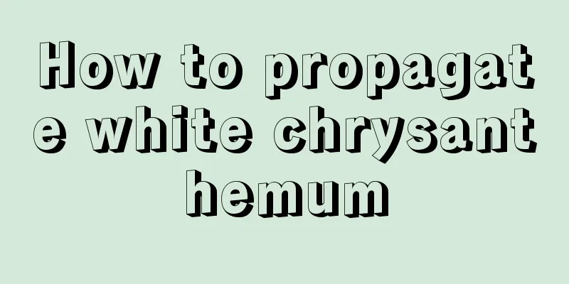 How to propagate white chrysanthemum