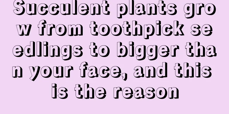 Succulent plants grow from toothpick seedlings to bigger than your face, and this is the reason