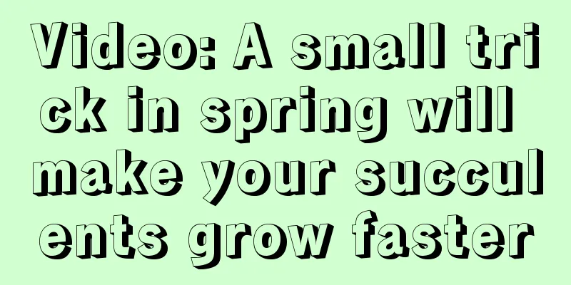 Video: A small trick in spring will make your succulents grow faster