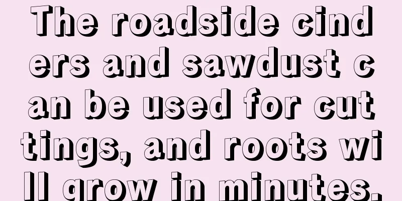 The roadside cinders and sawdust can be used for cuttings, and roots will grow in minutes.