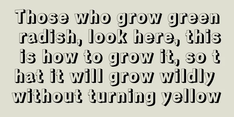 Those who grow green radish, look here, this is how to grow it, so that it will grow wildly without turning yellow