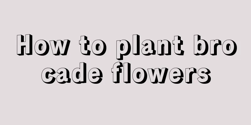 How to plant brocade flowers