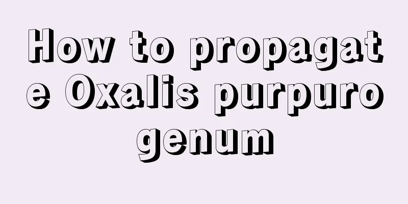 How to propagate Oxalis purpurogenum