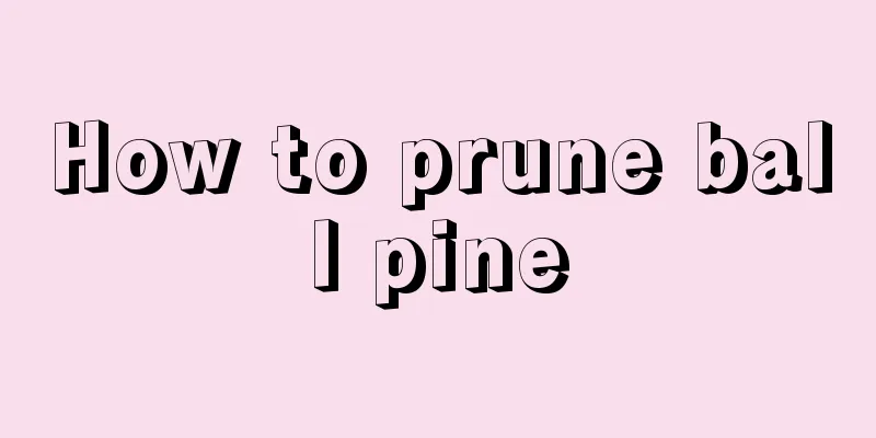 How to prune ball pine