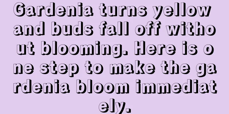 Gardenia turns yellow and buds fall off without blooming. Here is one step to make the gardenia bloom immediately.