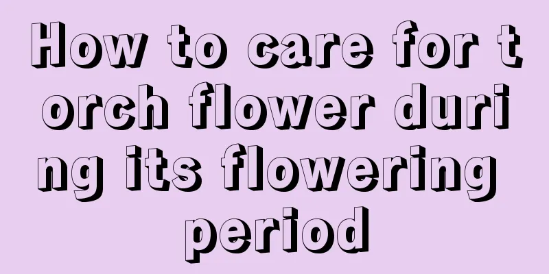 How to care for torch flower during its flowering period