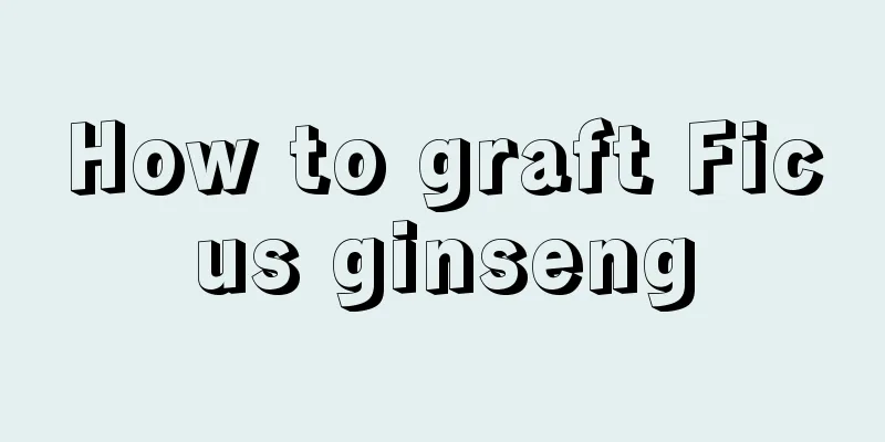 How to graft Ficus ginseng